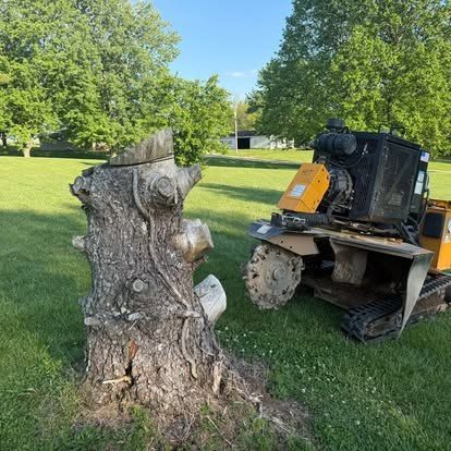 Large hardwood stump beside the grinder, ready to be ground out in a Central Indiana yard
