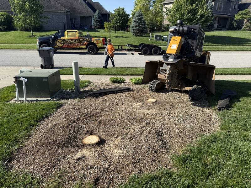 Tree stump ground flush to a mound of fresh grindings in a Central Indiana backyard