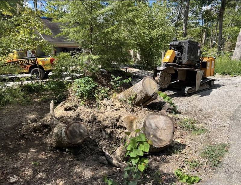 Freshly ground stump and a cleaned-up job site under shade trees