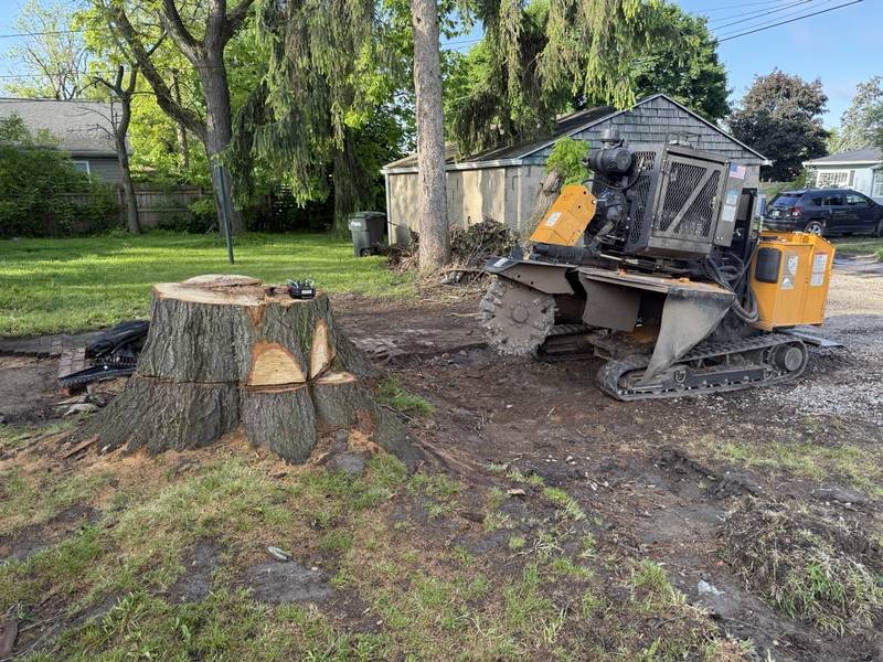 Stump grinder working among spring wildflowers in a wooded Central Indiana yard