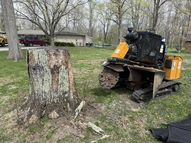 Stump grinder positioned beside a tall hardwood stump ready to grind