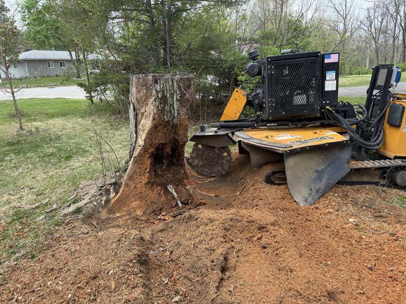 Remote-controlled stump grinder and a large stump with fresh soil along a privacy fence