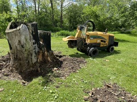Large tree stump being ground down with the grinder working behind it